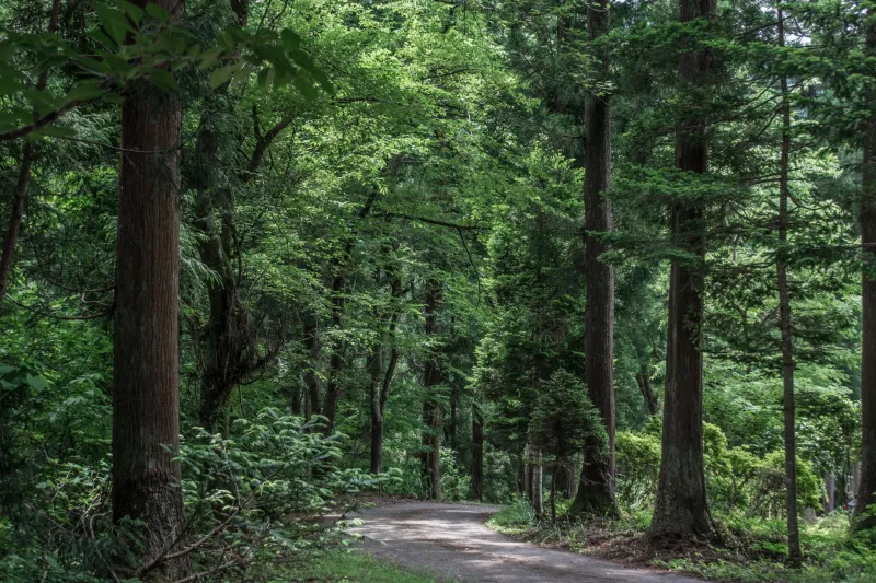 Stillness as Medicine: What Japan's Forest Bathing Culture Reveals About America's Rest Deficit